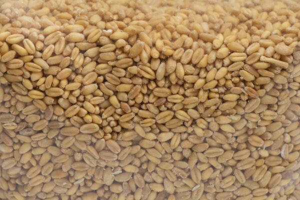 Fenugreek